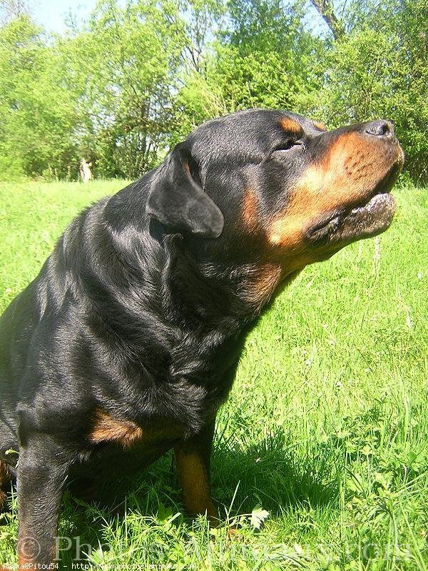 Photo de Rottweiler