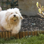 Photo de Chien de berger des pyrenes  poil long