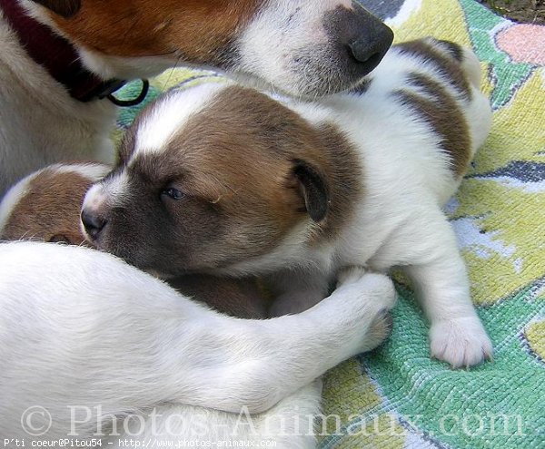 Photo de Jack russell terrier