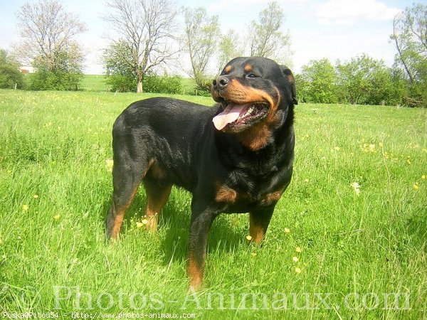 Photo de Rottweiler