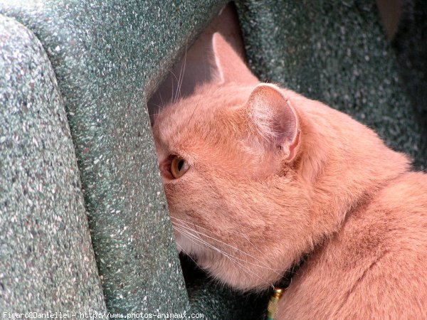 Photo de Chat domestique