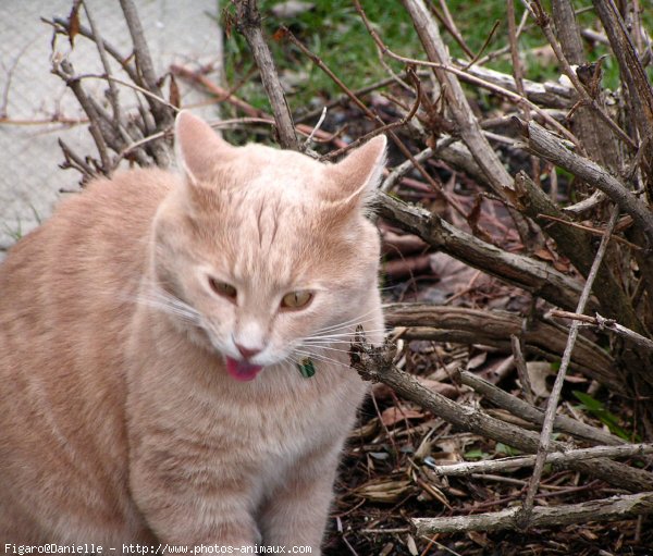 Photo de Chat domestique