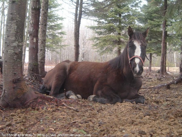 Photo de Quarter horse