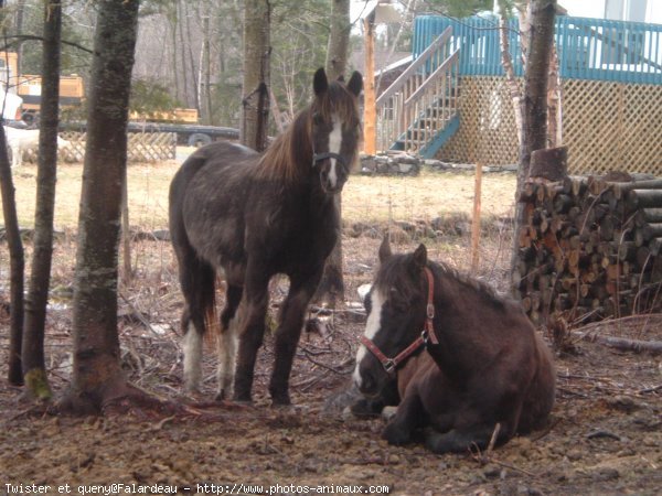 Photo de Races diffrentes