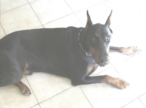 Photo de Dobermann