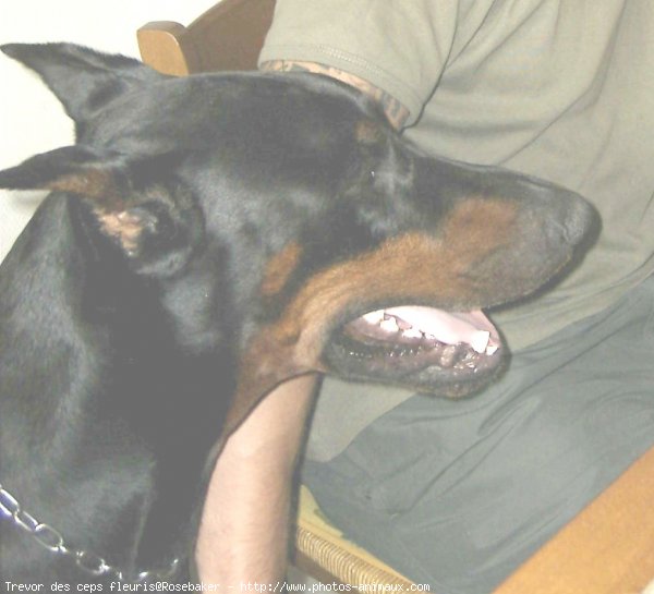 Photo de Dobermann