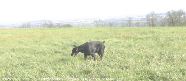 Photo de Dobermann