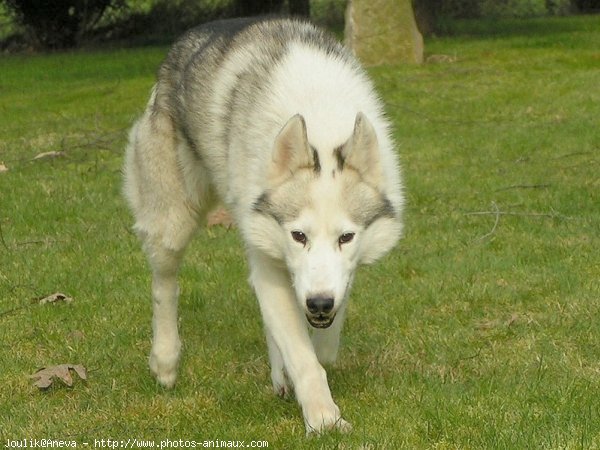 Photo de Husky siberien