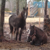 Photo de Races diffrentes