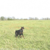 Photo de Dobermann