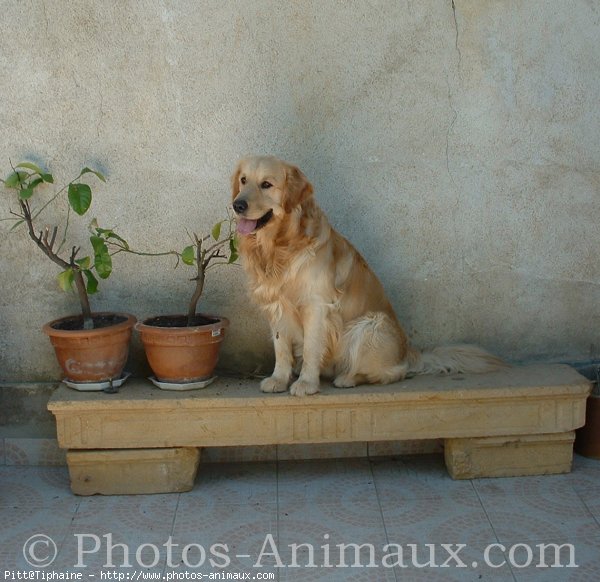 Photo de Golden retriever