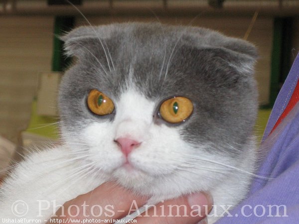 Photo de Scottish fold