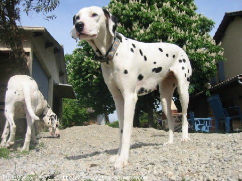 Photo de Dalmatien