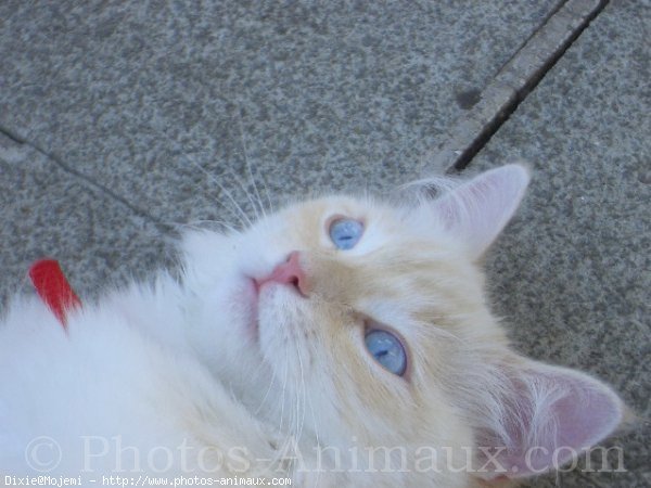 Photo de Ragdoll