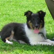 Photo de Chien de berger des shetland