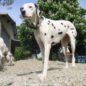 Photo de Dalmatien