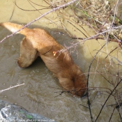 Photo de Labrador retriever