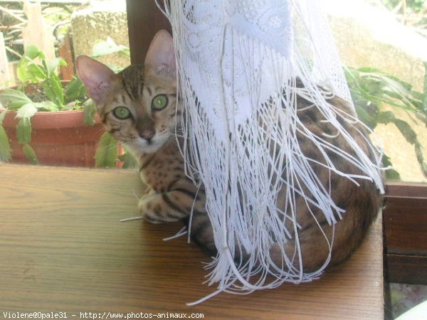 Photo de Bengal