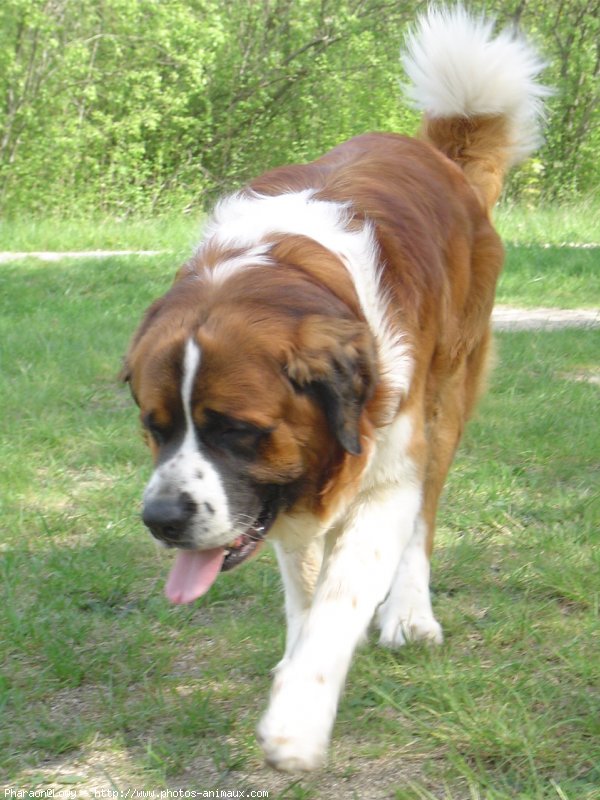 Photo de Saint-bernard poil long