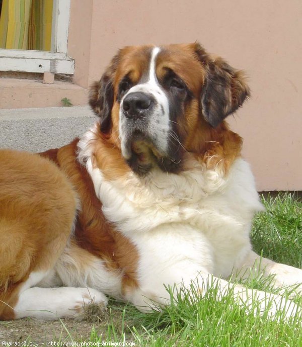 Photo de Saint-bernard poil long