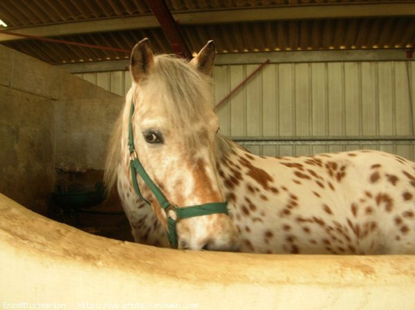 Photo d'Appaloosa