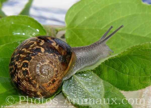 Photo d'Escargot