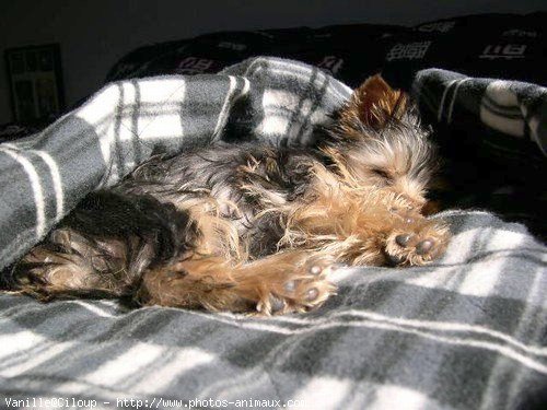 Photo de Yorkshire terrier