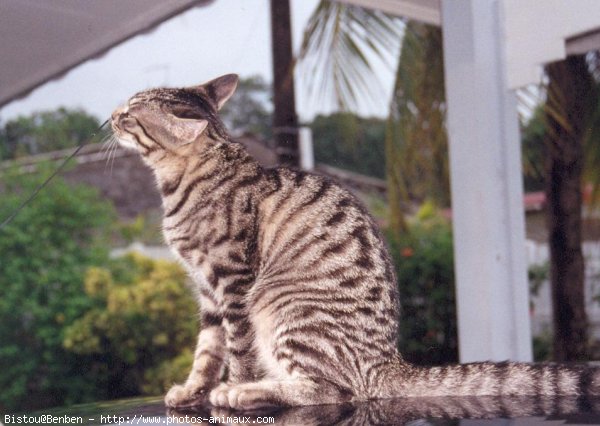 Photo de Chat domestique