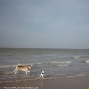 Photo de Husky siberien