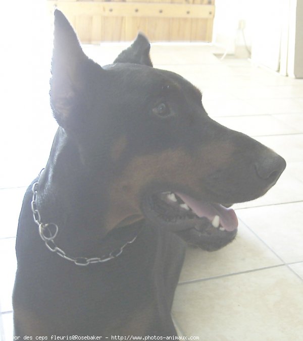 Photo de Dobermann