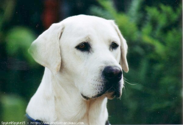 Photo de Labrador retriever