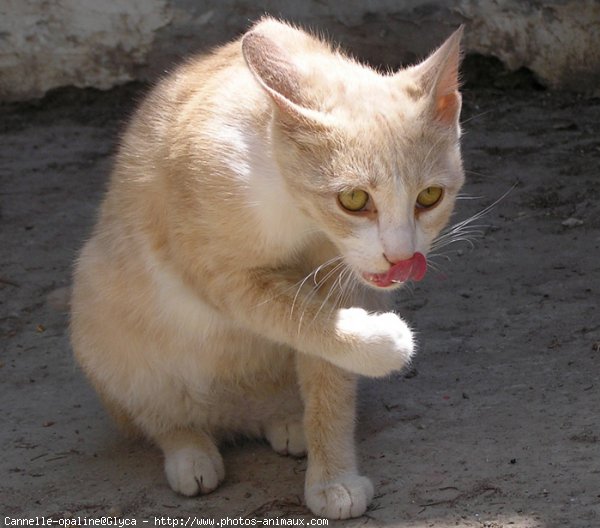 Photo de Chat domestique