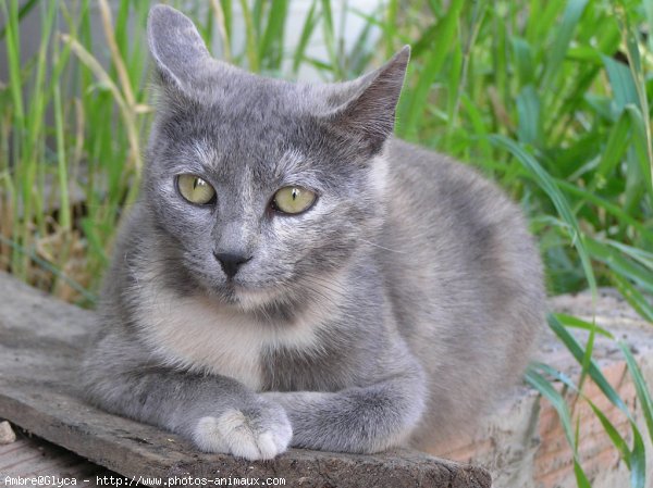 Photo de Chat domestique