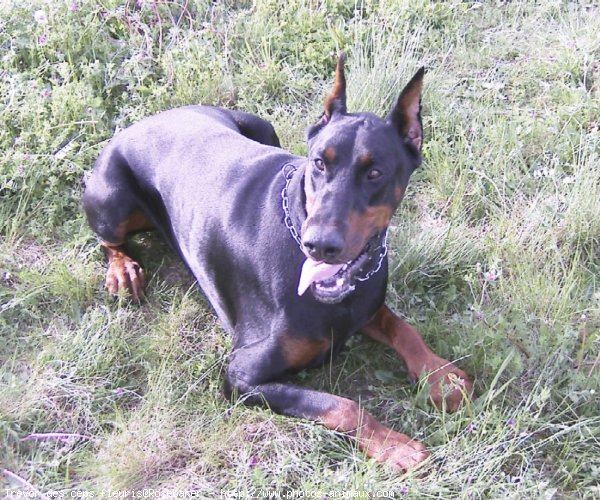 Photo de Dobermann