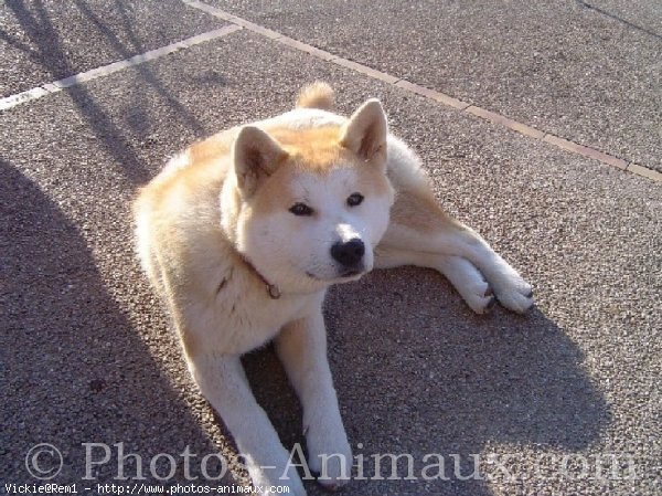 Photo d'Akita inu