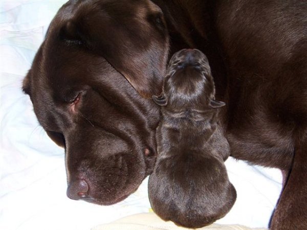 Photo de Labrador retriever