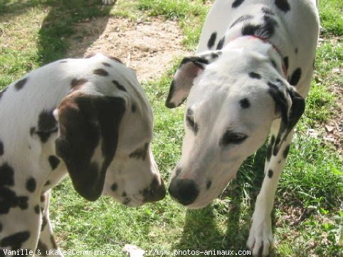 Photo de Dalmatien