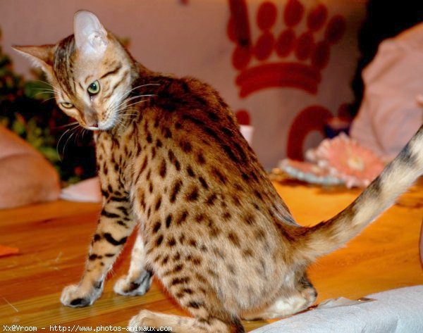 Photo de Bengal