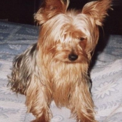 Photo de Yorkshire terrier