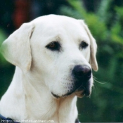 Photo de Labrador retriever