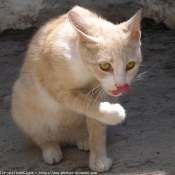 Photo de Chat domestique