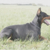 Photo de Dobermann