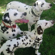 Photo de Dalmatien