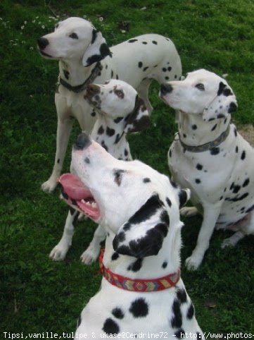 Photo de Dalmatien