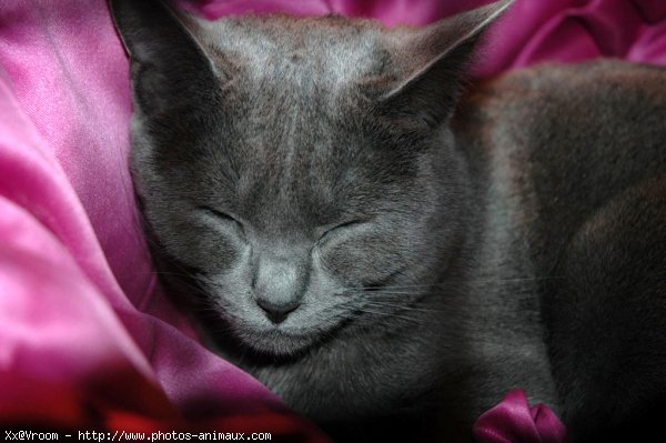 Photo de Chartreux