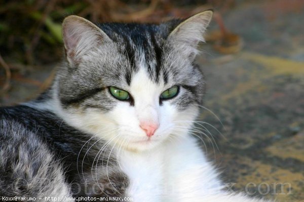 Photo de Chat domestique