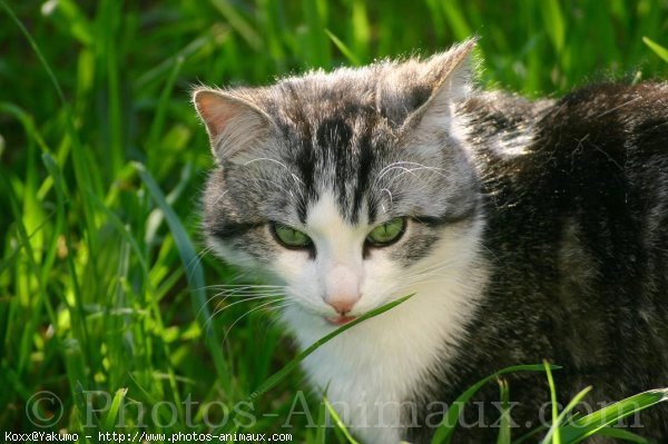 Photo de Chat domestique