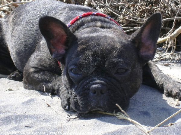 Photo de Bouledogue franais