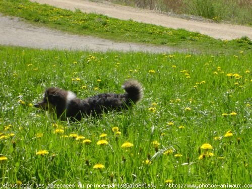 Photo de Colley  poil long