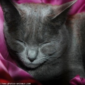 Photo de Chartreux